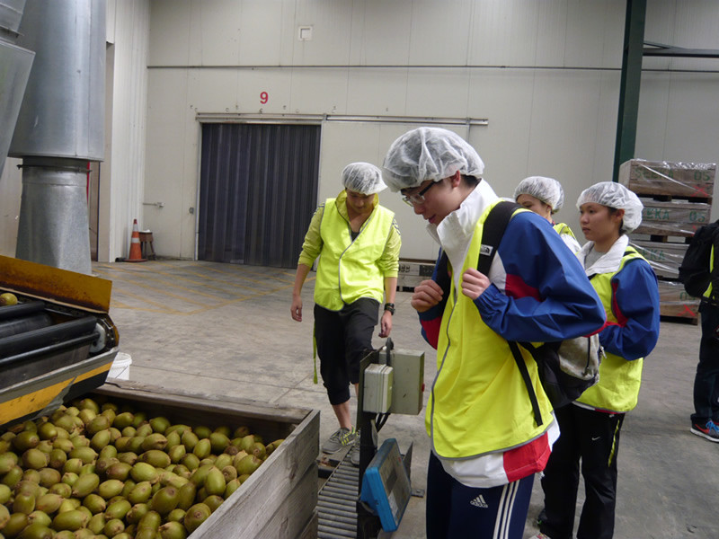 <p>四名运动员参观ZESPRI<sup>&reg;</sup>的奇异果包装工场，认识如何挑选最优质的奇异果。</p>
