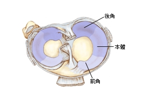 图二